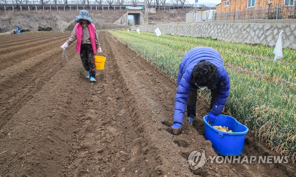 올해 봄 감자 생산량 35.8만t…가격 상승에 18%↑