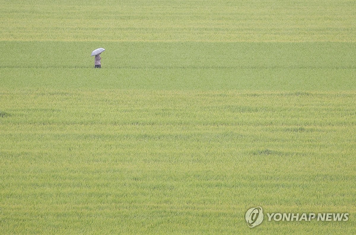 전국 흐리고 가끔 비…낮 최고기온 25∼31도