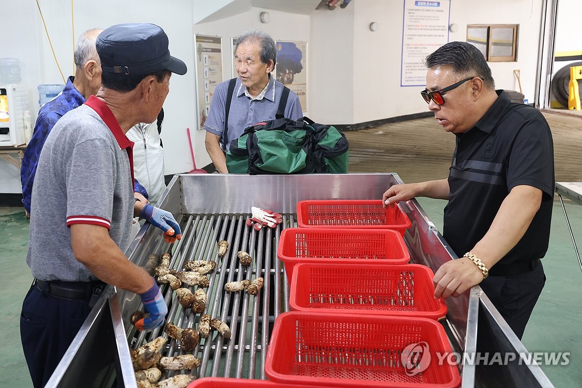 추석 앞둔 양양송이 고공행진…1등급 1㎏에 156만2천원 기록