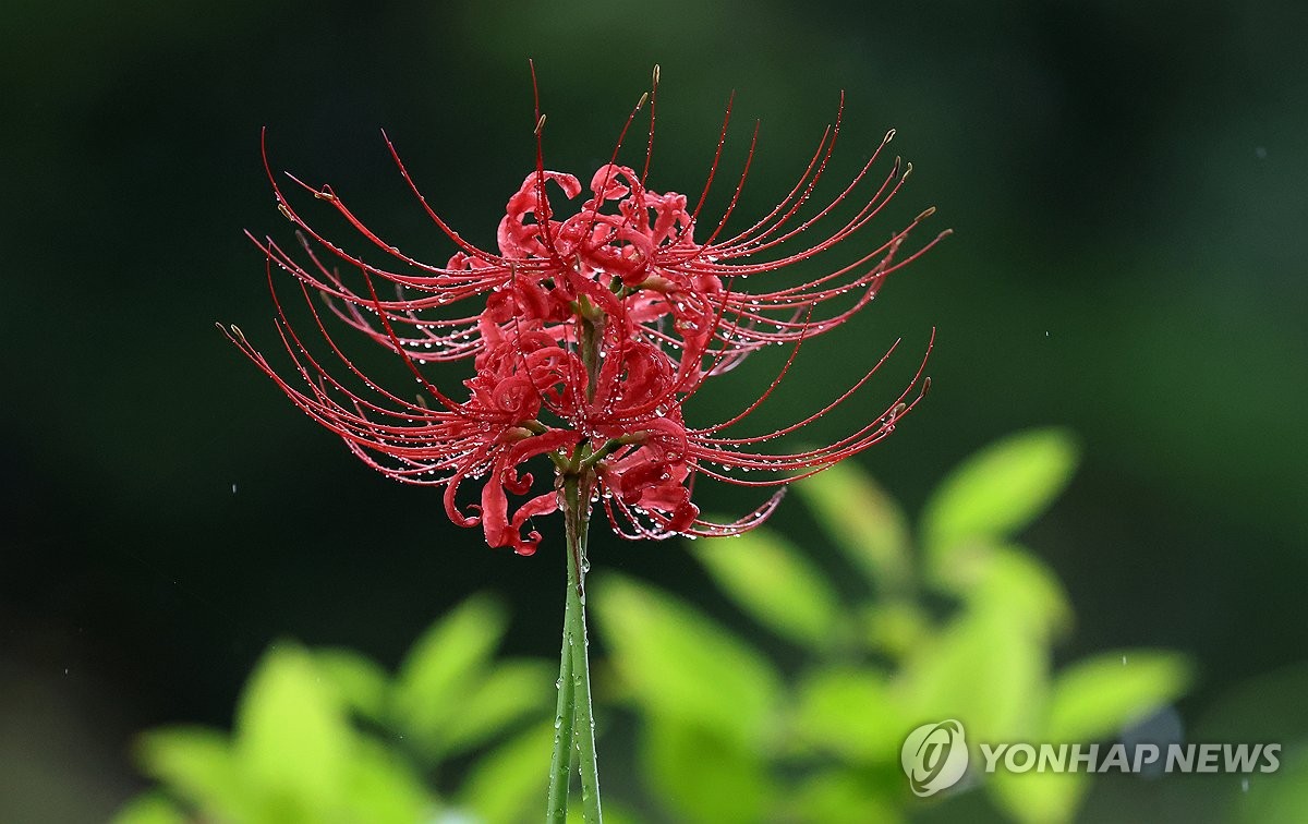 주말까지 비…다음주 중반부터 완연한 가을날 찾아와