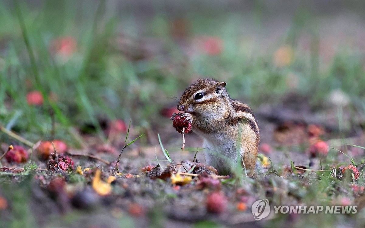 [내일날씨] 중부지방 오후까지 비…서울 낮 25도