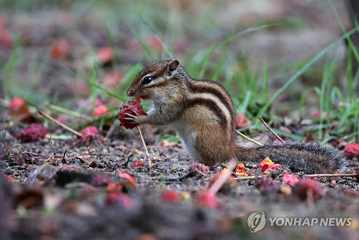 주말에도 수도권 등에 비소식…내주 초 비갠 뒤에는 선선