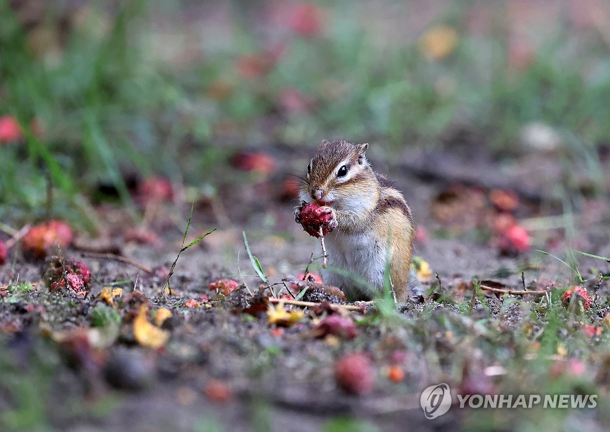 [내일날씨] 비 오다 잦아들고 가을 성큼…서울 아침 18도