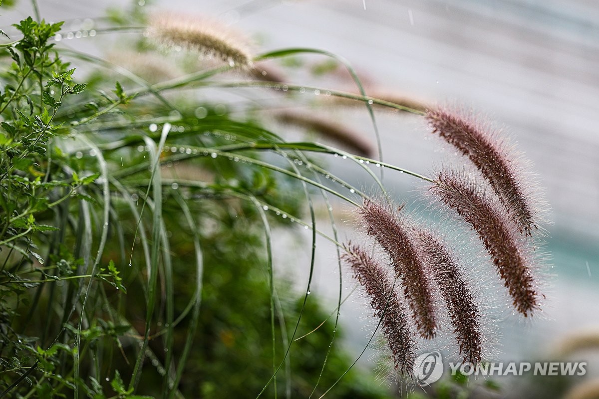 남부지방 중심 전국 대체로 비…낮 최고 22∼26도