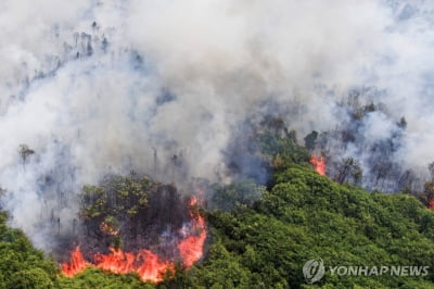 "내년 선거가 인도네시아 열대우림 보전의 최대 위험요소"