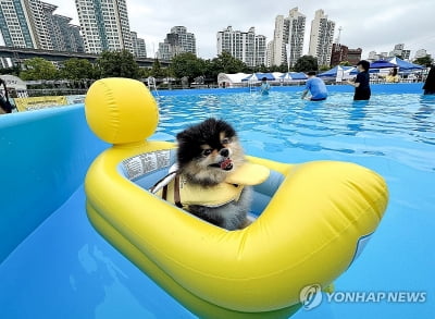 뚝섬한강공원 '반려견 수영장' 종료…1천826마리 물놀이