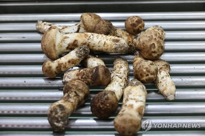 이상기후에 1㎏ 156만원 금값 된 양양송이…"냄새도 못 맡아요"
