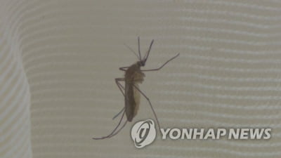 모기가 아직도?…작년보다 따뜻해진 날씨에 '가을 모기' 기승