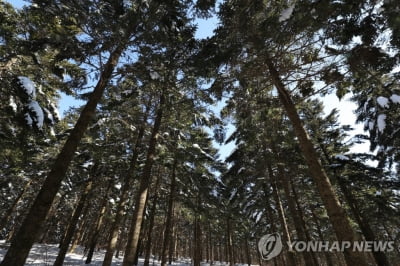 대관령 국가숲길서 만끽하는 가을…문화가 있는 공감 행사 풍성
