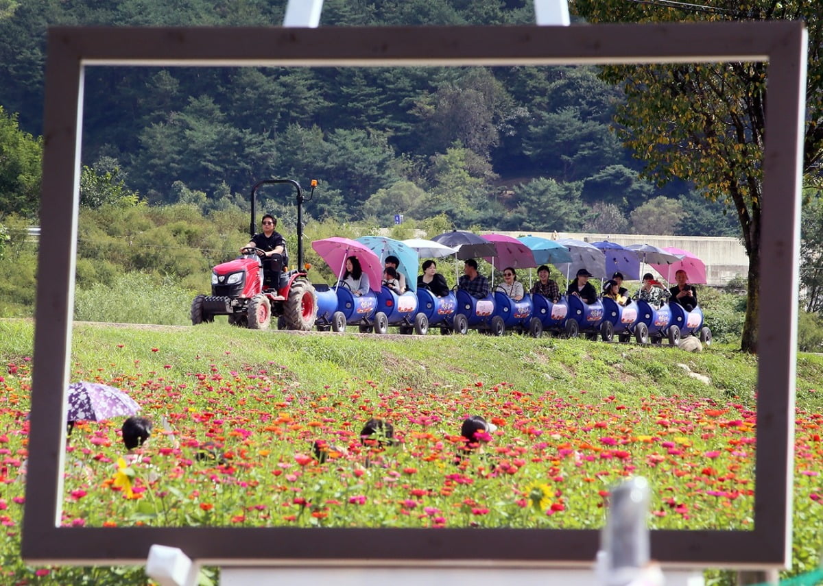 추석 연휴 마지막날인 3일 오후 평창읍 평창강 일원에서 열린  ‘2023 평창백일홍축제’를 찾은 방문객들이 축제장을 순환하는 깡통열차를 즐기고 있다.
사진제공=평창군