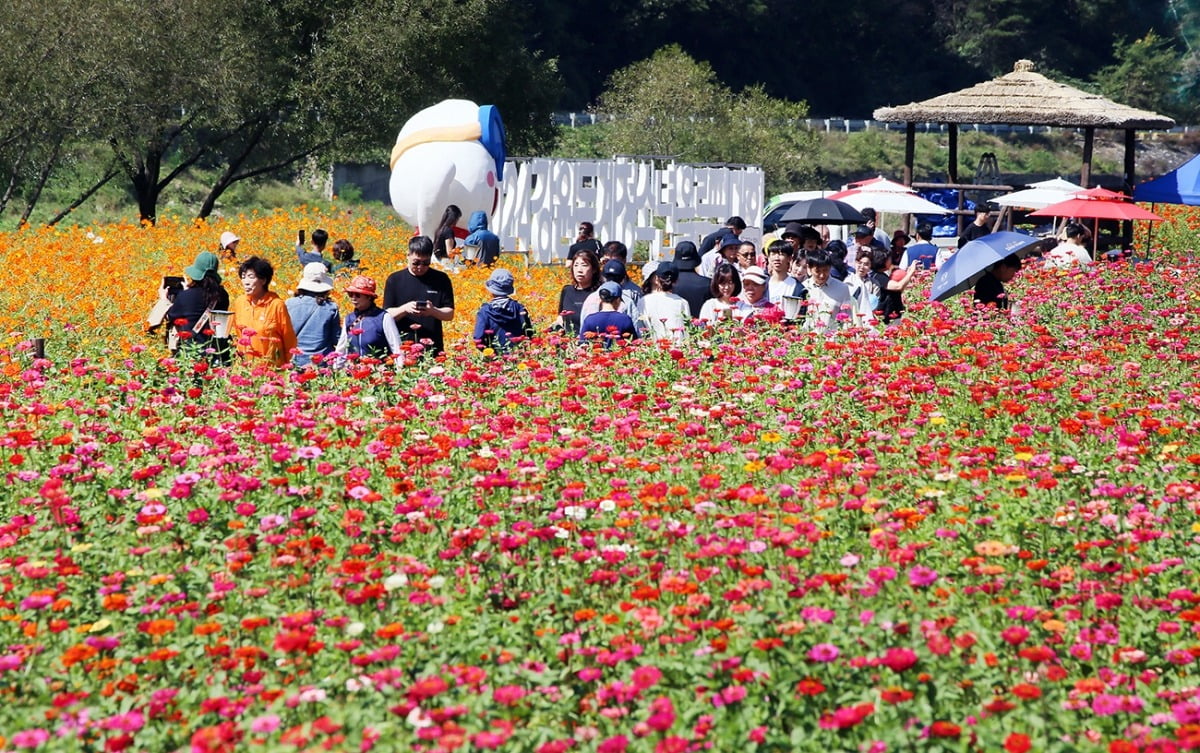 올해 축제는 길어진 추석연휴에 맞춰 3일 까지 연장운영됐다.
사진제공=카지노 게임 추천군