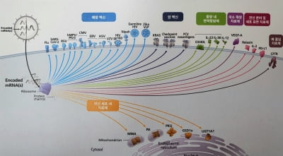 모더나 "2025년까지 독감+코로나19 복합백신 출시"