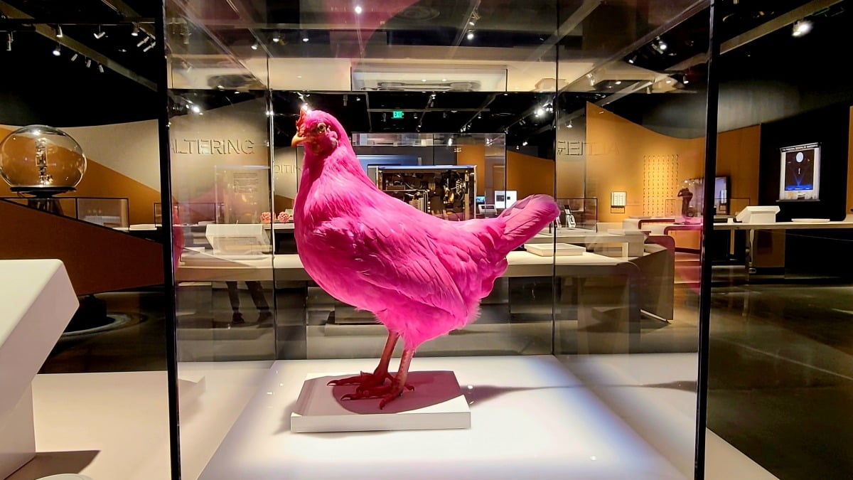 MIT 뮤지엄에 전시된 핑크닭. 합성생물학 기술을 적용하면 핑크닭을 실제로 볼 수도 있다. / 사진=강경주 기자