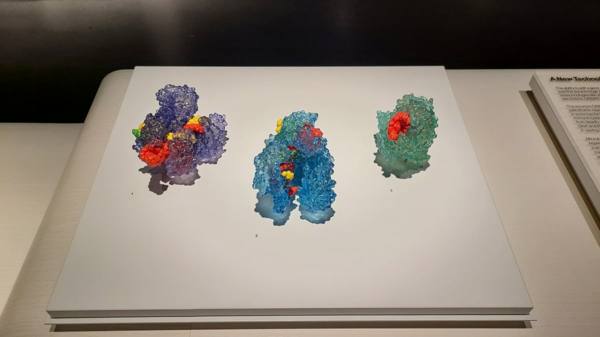 MIT 뮤지엄에 전시된 크리스퍼-카스9(CRISPR-Cas9·왼쪽)과 크리스퍼-카스12a(CRISPR-Cas12a·가운데), 크리스퍼-카스13d(CRISPR-Cas13d·오른쪽) 모형이다. 크리스퍼 편집 기술은 질병을 유발하는 DNA 특정 부위를 자르는 '유전자 가위' 역할을 해 합성생물학에 필수다. 대표적인 유전자 가위는 크리스퍼-카스9이다. 카스 종류에 따라 자를 수 있는 유전자 타깃도 달라진다. / 사진=강경주 기자