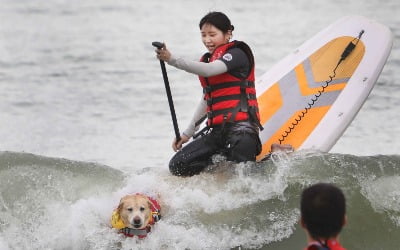 [포토] '반려견 동반 패들보드 대회'