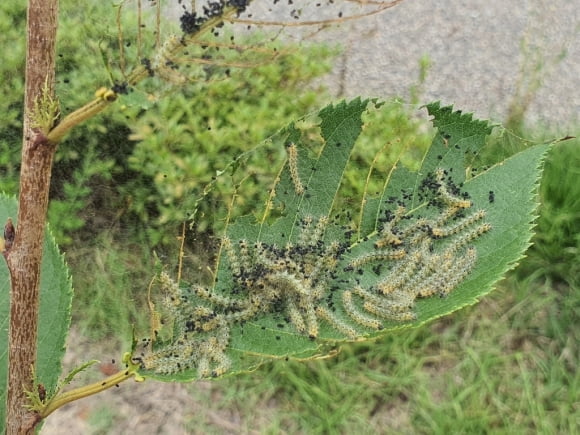 미국 흰불나방 피해를 입은 나뭇잎. /사진=산림청