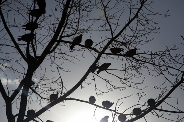 나무 위 비둘기