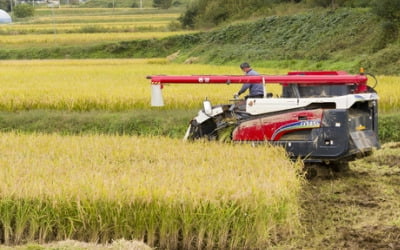 쌀 생산량 2.1% 줄어 368만톤…"작년 같은 쌀값 폭락 없을 듯"