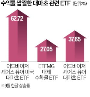 美·獨 합법화 움직임에…대마 ETF 한달 수익률 60%