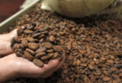 ‘초콜릿 원료’ 카카오, 44년 만에 최고가 기록…“엘니뇨 때문에”
