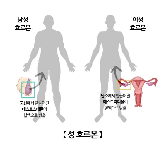 "여성 호르몬 에스트로겐, 뇌 건강도 지킨다"