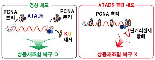 DNA 복구 중 결함·돌연변이 막는 '결정적 순간' 포착