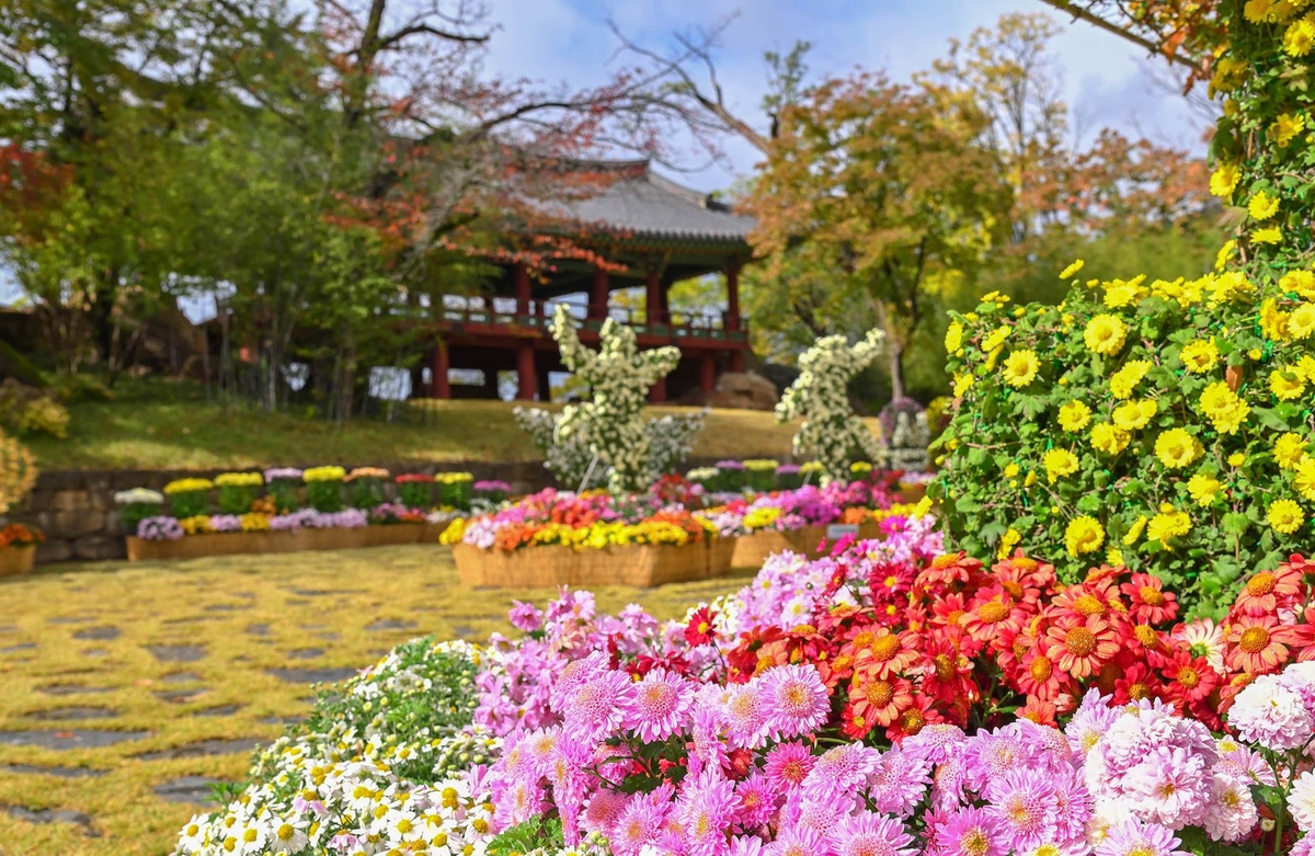 삼척 해변서 27일부터 국화 전시회…총 6천500점