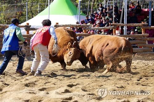 정읍 민속소 힘겨루기대회 취소…럼피스킨병 확산 여파