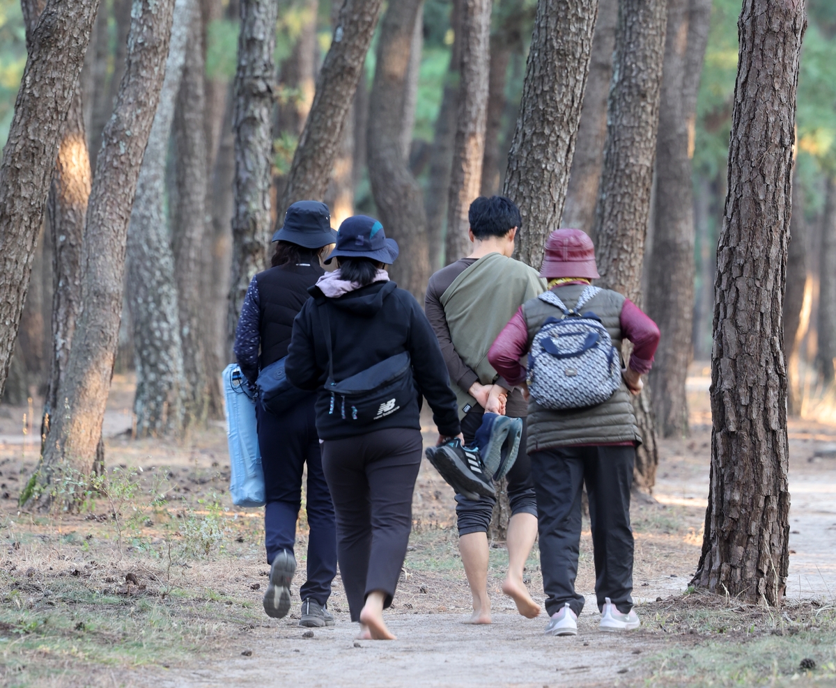 "솔밭에서 맨발로 걸어봤어?"…강릉 송정해변 송림 '인기'