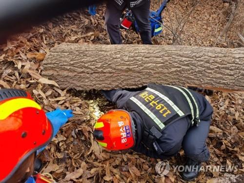 충주서 벌목작업 중 60대 나무에 깔려 숨져