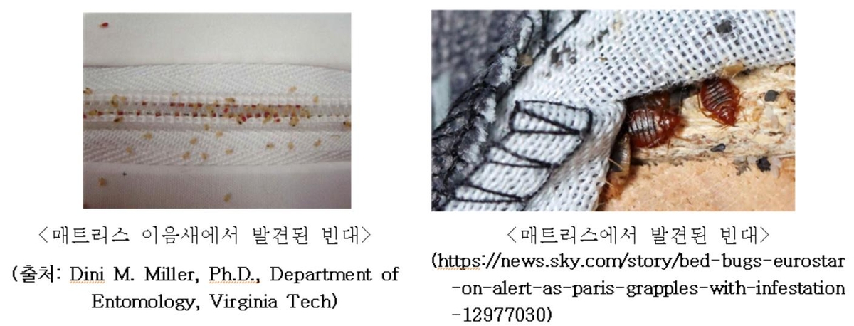 전국서 빈대 속출…"여행용품·숙박시설 소독 철저히 해야"