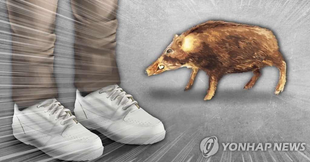 100kg 멧돼지 경찰서 난입…결국 사살