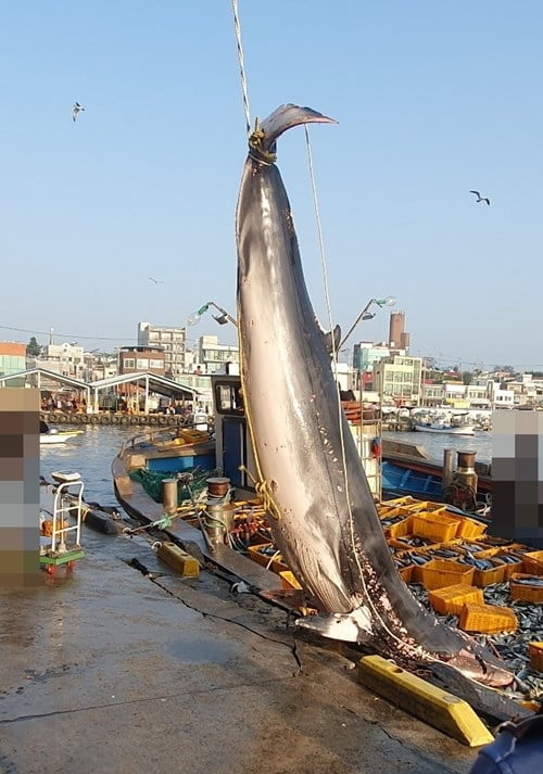 길이 5m·무게 2t…양양서 잡힌 밍크고래