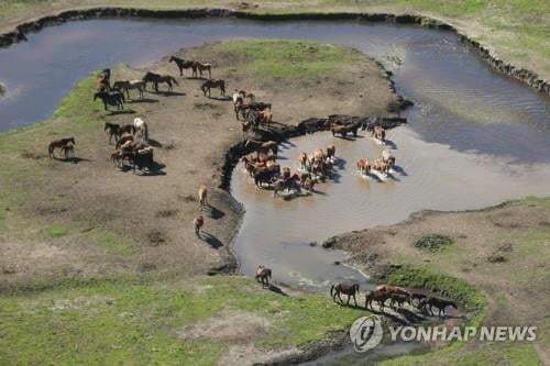 야생마 폭증에 골머리…결국 '공중 사격' 살처분