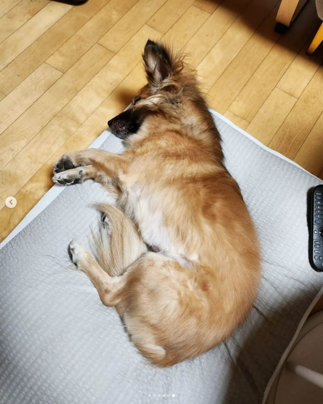 Namki Yoon, the ‘bitter and sweet’ reality of raising a dog