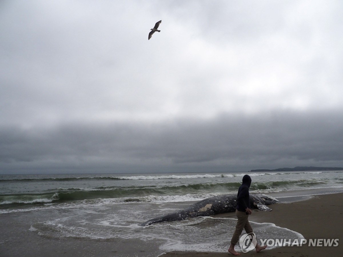 美 캘리포니아 해변서 수영하던 50대 남성, 상어 공격 받고 실종