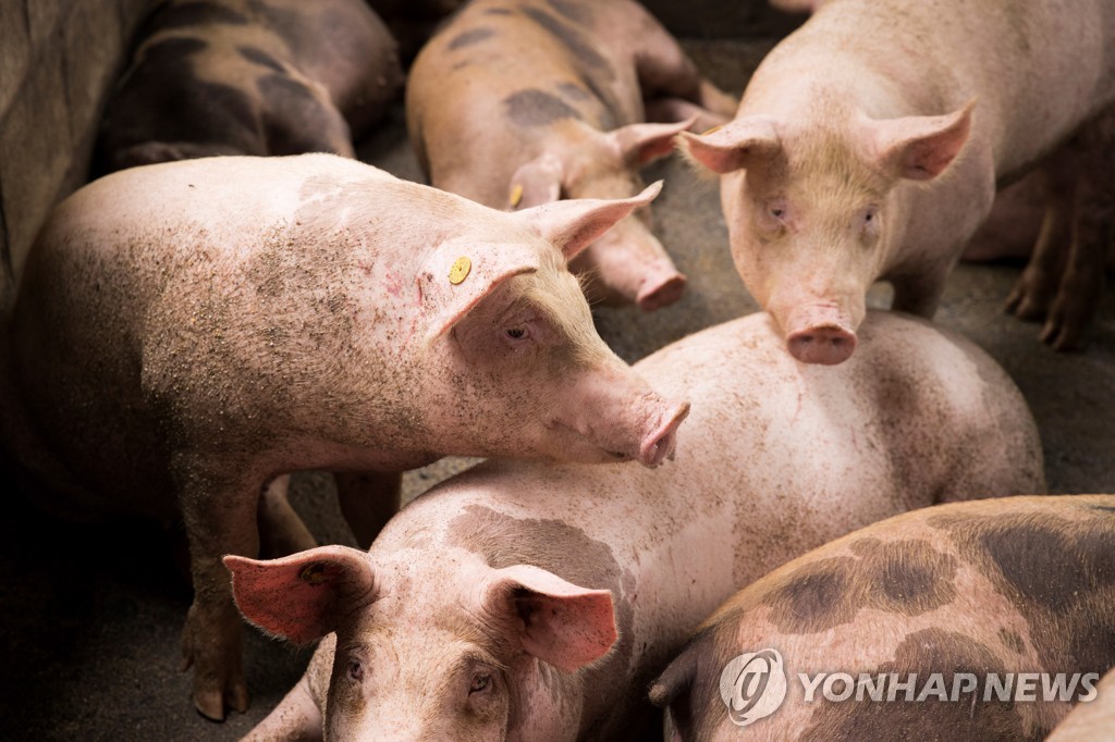중국 연구진 "아프리카돼지열병 치사율 0% 백신 개발"