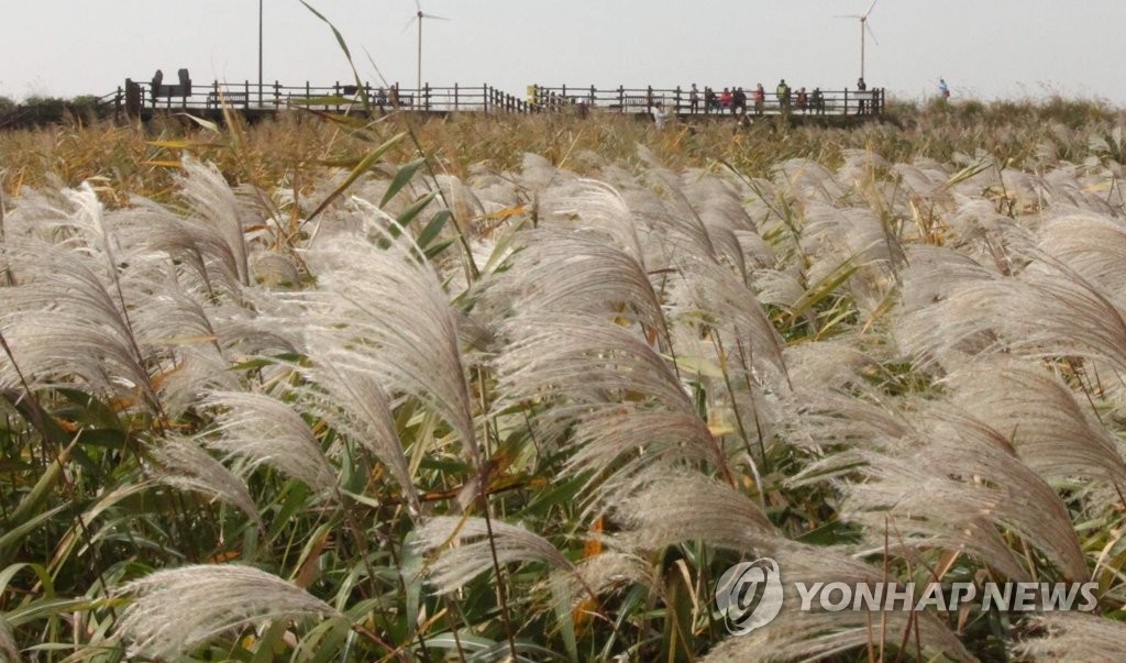 서천 신성리 갈대숲 관광지 지정 청신호…농림부 조건부 승인