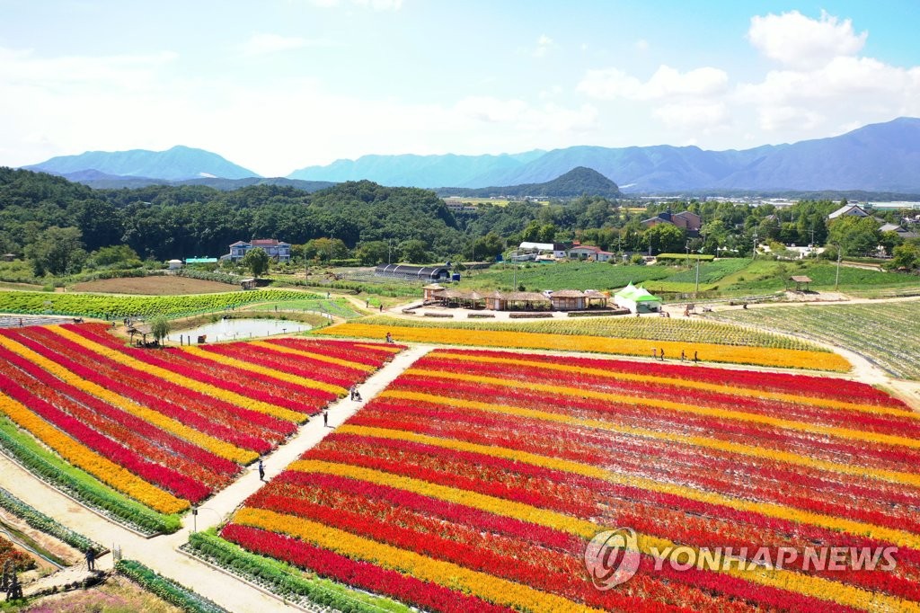 [지방소멸에 맞서다]㉔ 꽃길 따라 오세요…'1천만 관광 르네상스' 꿈꾸는 철원