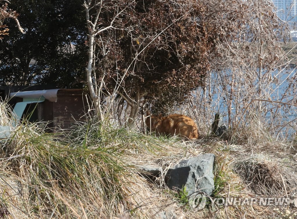 '철새와 공존' 부산 을숙도 고양이 급식소…철거 명령에 갈림길