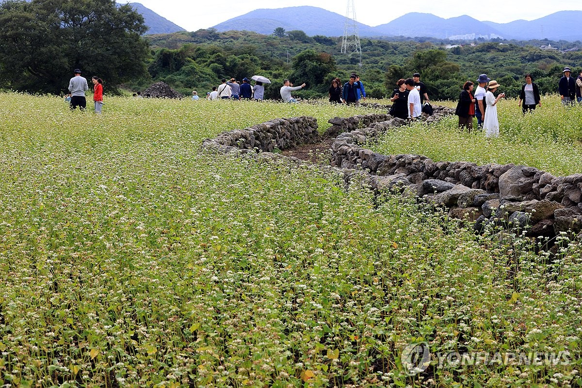 가을꽃·억새 물결에 취한 나들이객…전국 축제장 활기