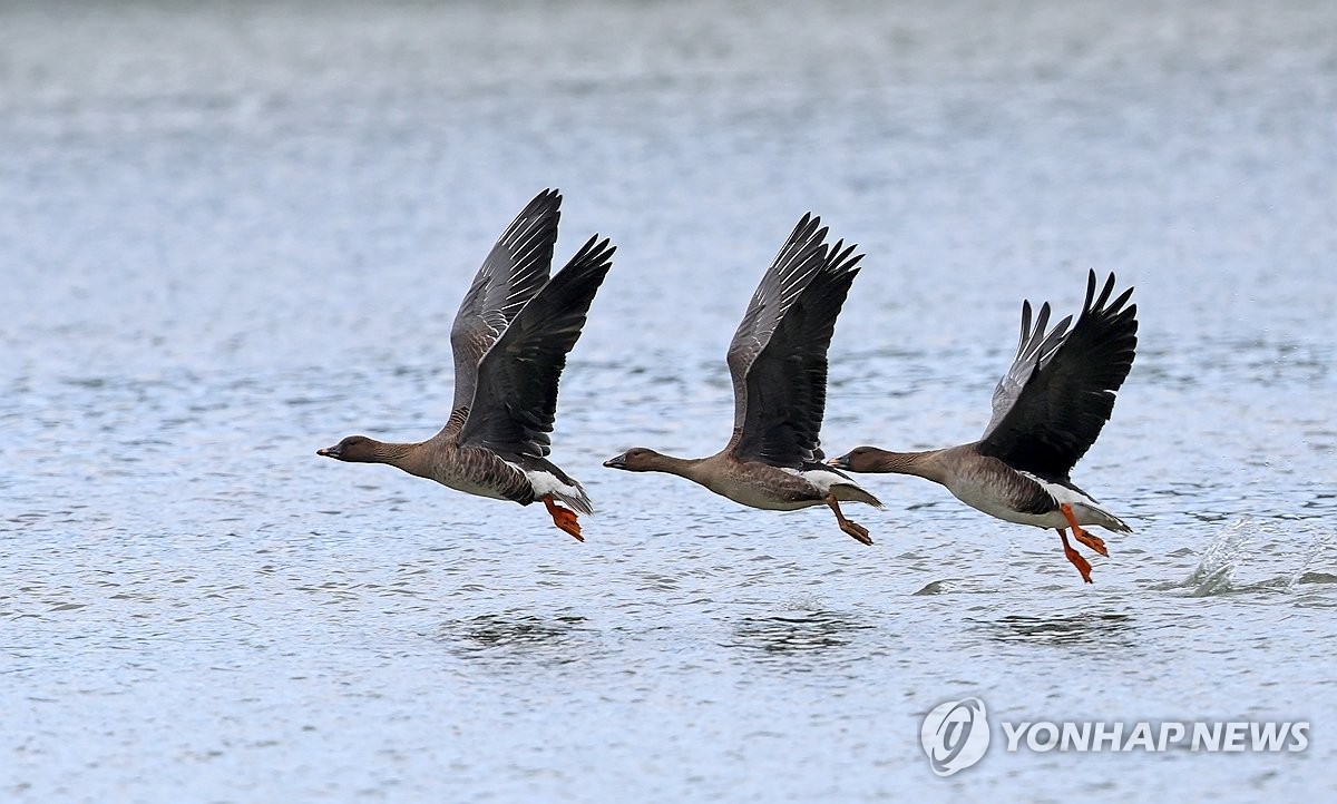 전국에 겨울철새 60만마리 날아왔다…작년 동월 대비 3.4% 줄어