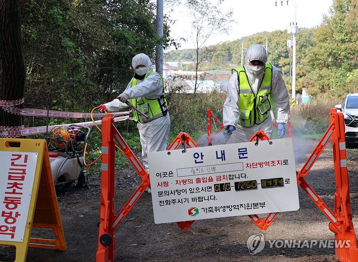 소 럼피스킨병 농가 2곳 나온 김포…6900마리 백신 접종