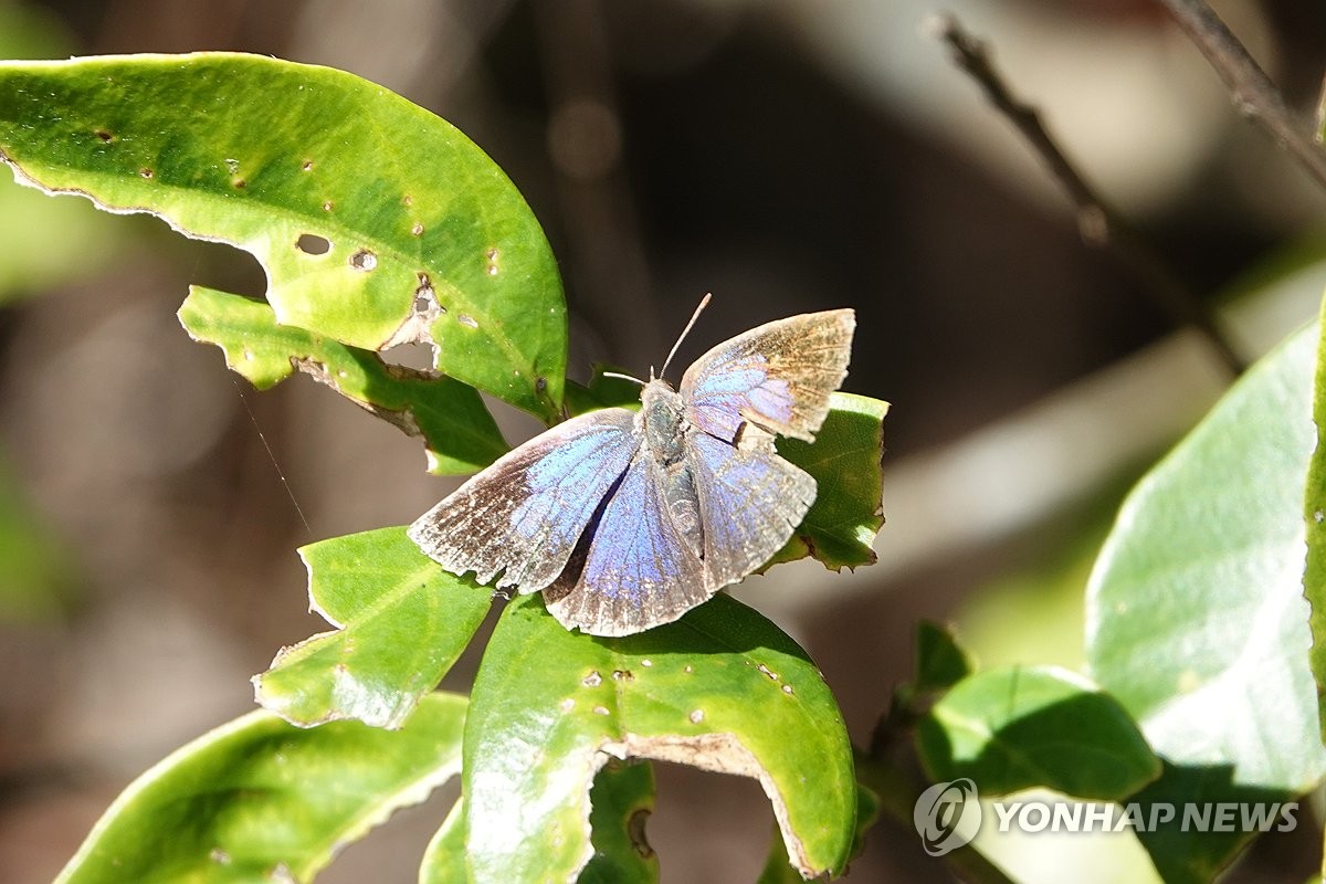 멸종위기·희귀곤충 4종 제주 선흘곶자왈에 서식 확인