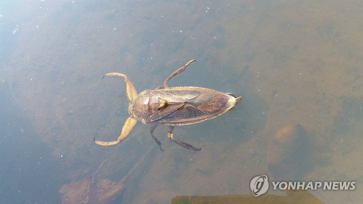 멸종위기·희귀곤충 4종 제주 선흘곶자왈에 서식 확인