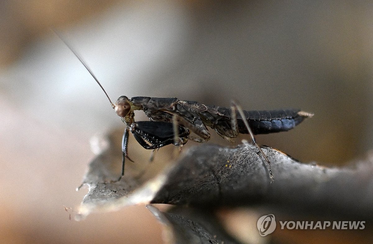 멸종위기·희귀곤충 4종 제주 선흘곶자왈에 서식 확인