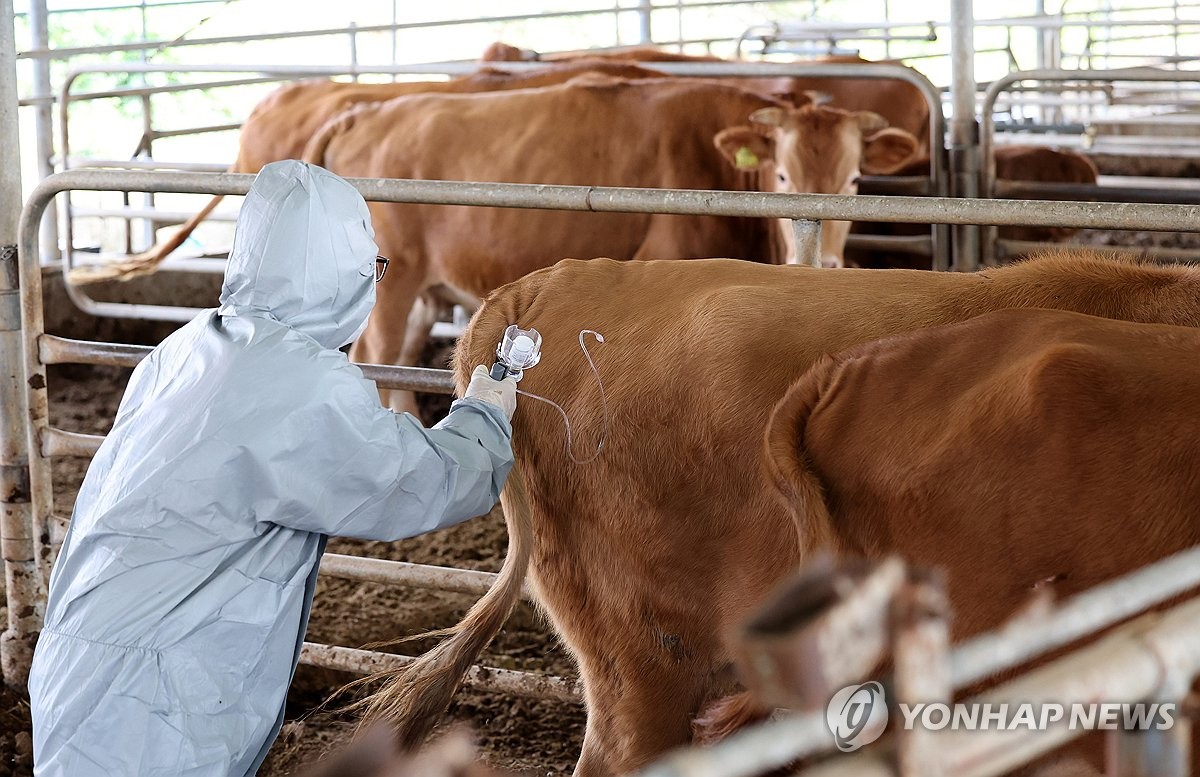 "전국 모든 소, 내달 초까지 럼피스킨병 백신…내년에도 접종"(종합)