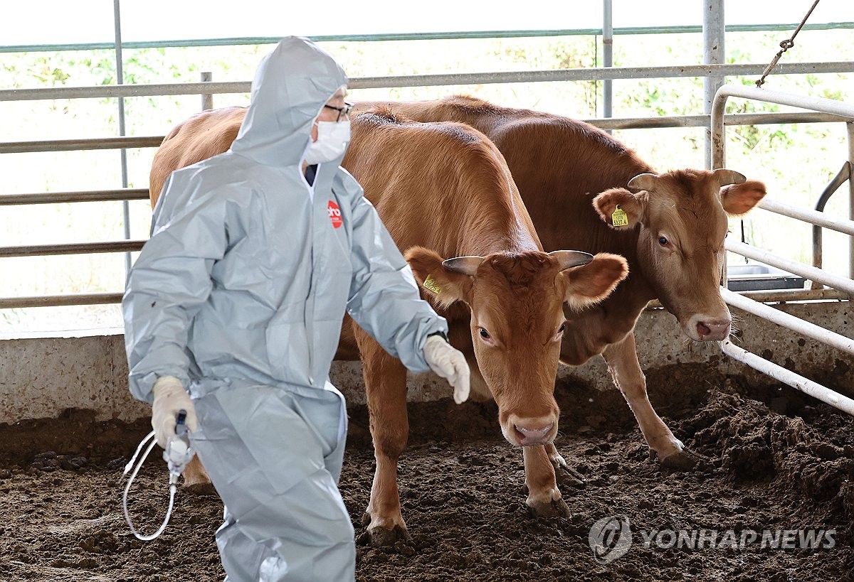 "전국 모든 소, 내달 초까지 럼피스킨병 백신…내년에도 접종"(종합)