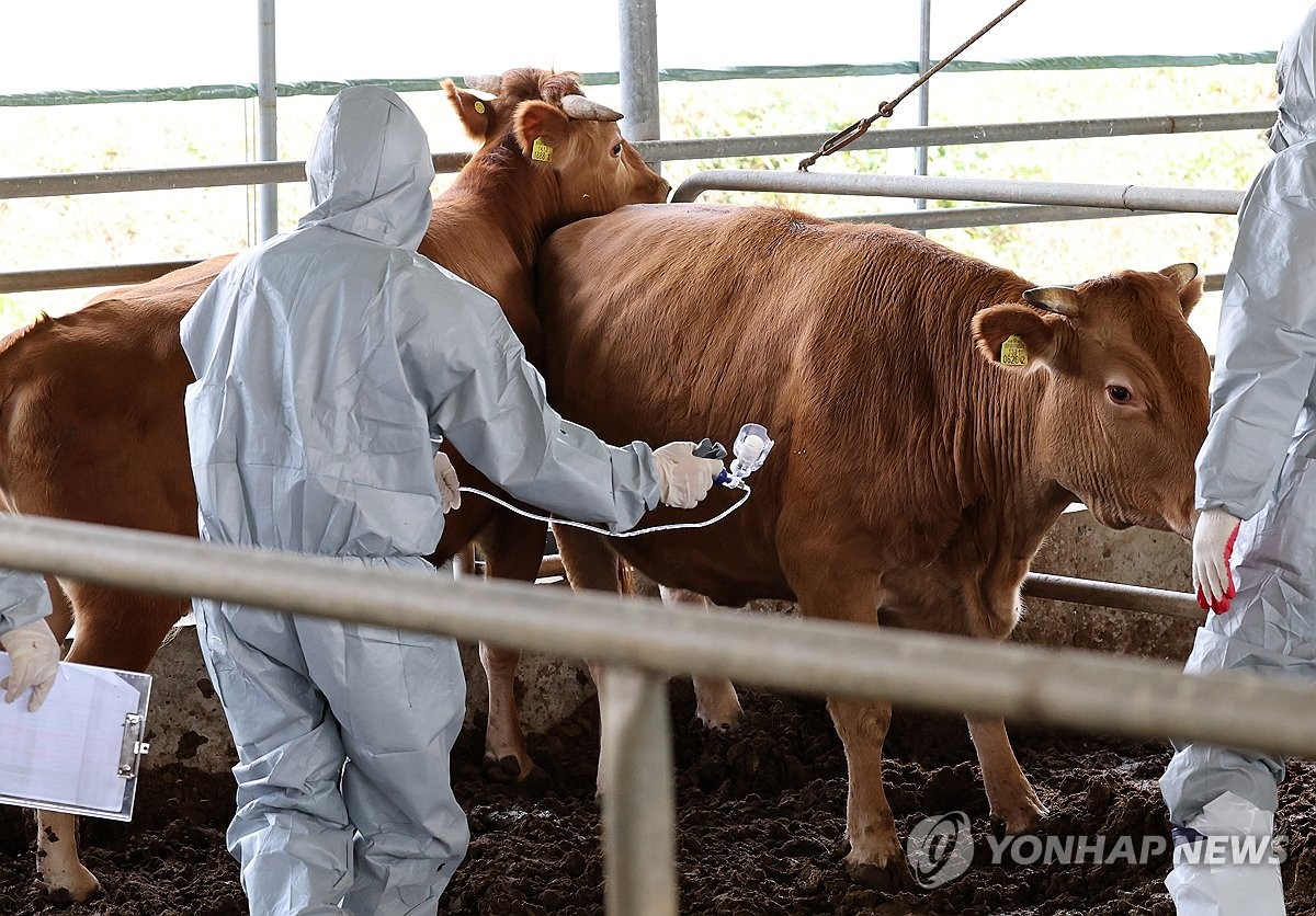 '강원도까지 뚫렸다'…럼피스킨병 확산에 도내 축산농가 초긴장