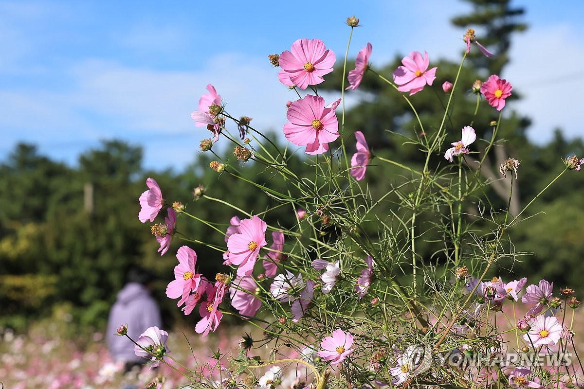 제주 맑고 일교차 커…낮 최고 23∼24도